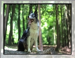 Las, Siedzący, Drzewa, Border collie, Pies, Kłoda, Bokeh